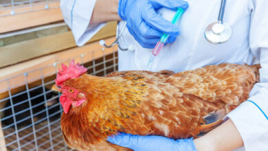 Les dangers des antibiotiques dans l'élevage de poulets impact sur le système immunitaire