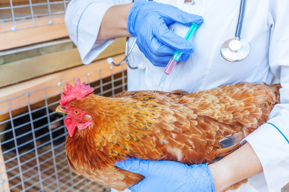 Les dangers des antibiotiques dans l'élevage de poulets impact sur le système immunitaire