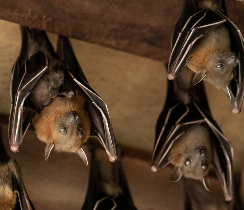 Comment les chauve-souris coexistent avec les virus sans développer de symptômes