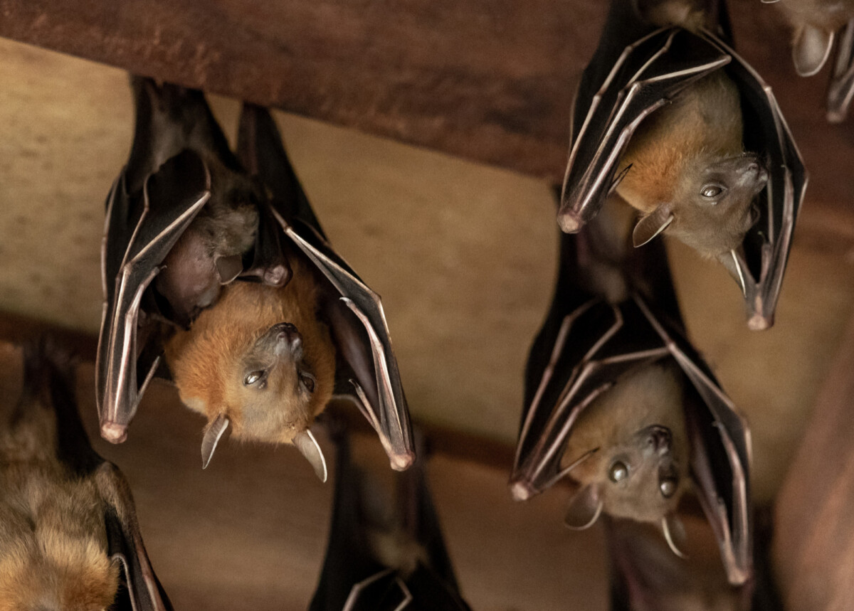 Comment les chauve-souris coexistent avec les virus sans développer de symptômes