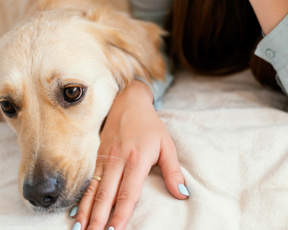 Les chiens peuvent-ils protéger les enfants de l'éczéma ? Découvrez les dernières recherches scientifiques.