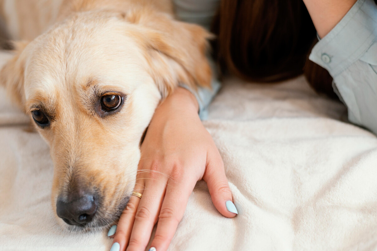 Les chiens peuvent-ils protéger les enfants de l'éczéma ? Découvrez les dernières recherches scientifiques.