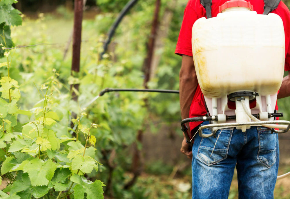 Savourez des fruits et légumes sains nos astuces pour éviter les pesticides