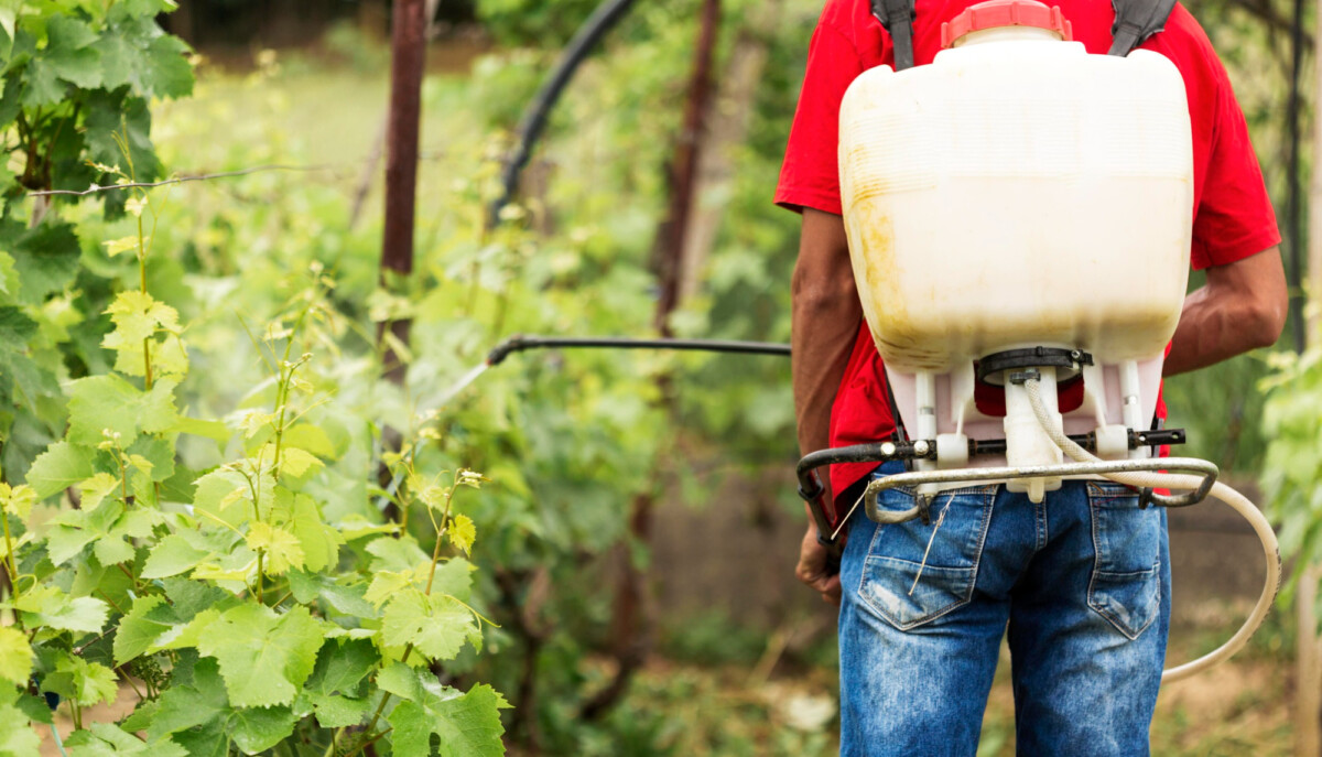 Savourez des fruits et légumes sains nos astuces pour éviter les pesticides