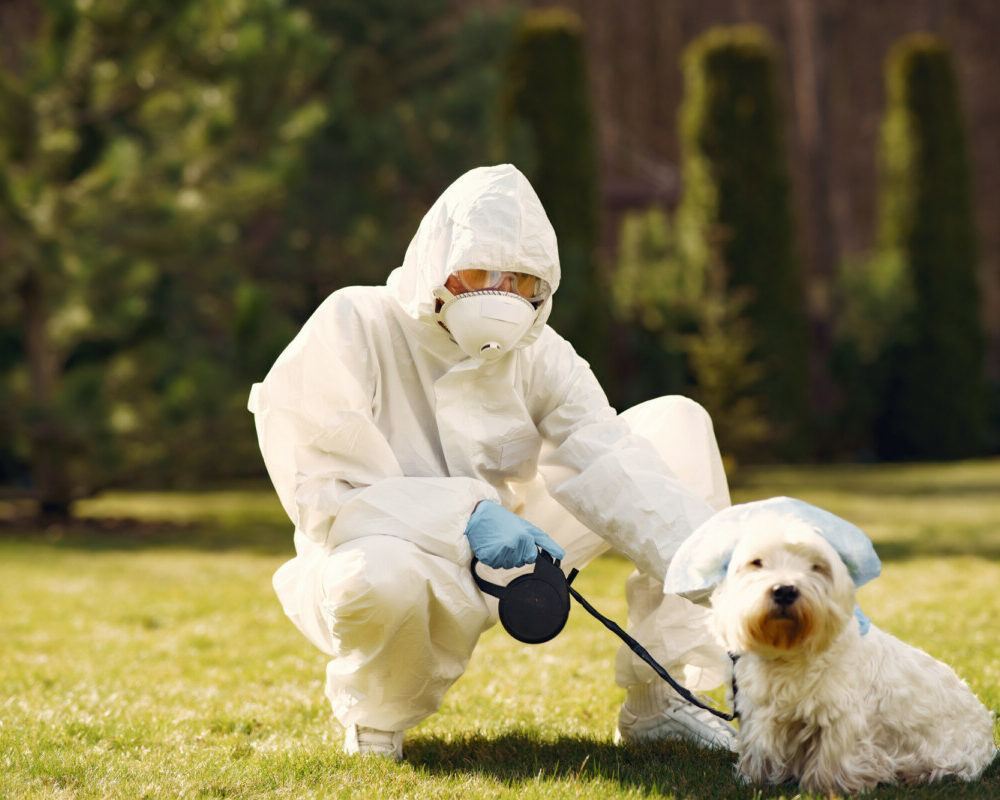 Le rôle possible du chien viverrin dans l'origine du covid-19 une théorie à explorer