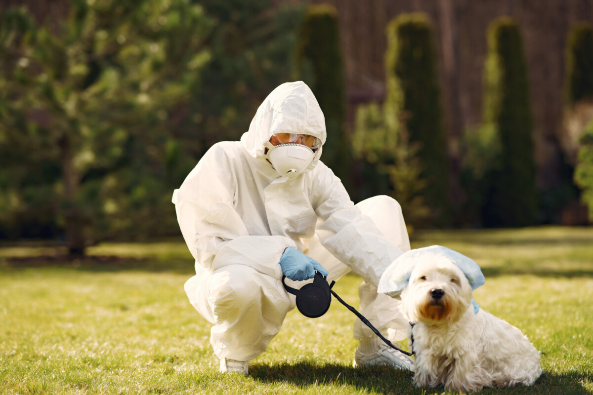 Le rôle possible du chien viverrin dans l'origine du covid-19 une théorie à explorer