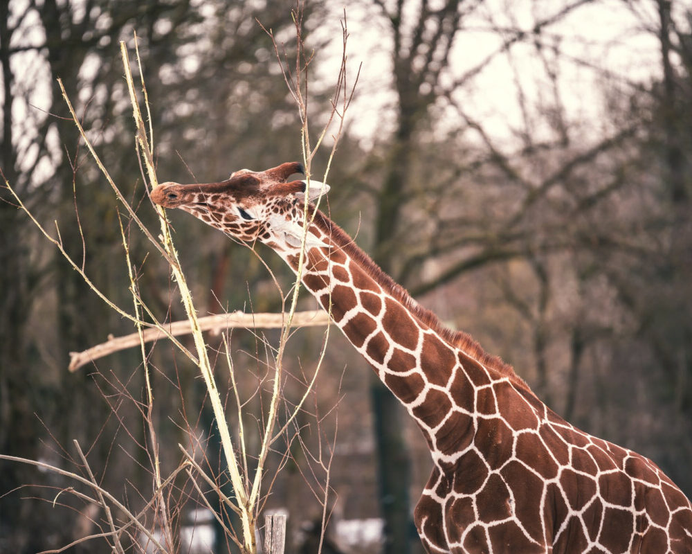 Girafe des virus dans les excréments pour soigner les infections graves