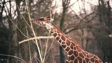 Girafe des virus dans les excréments pour soigner les infections graves