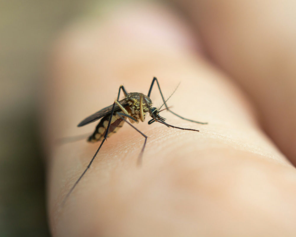 Découvrez les faits essentiels sur la dengue prévention symptômes et risques