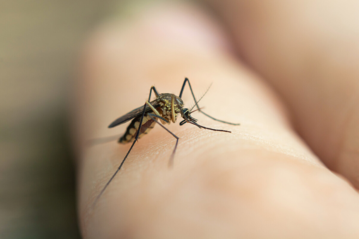 Découvrez les faits essentiels sur la dengue prévention symptômes et risques