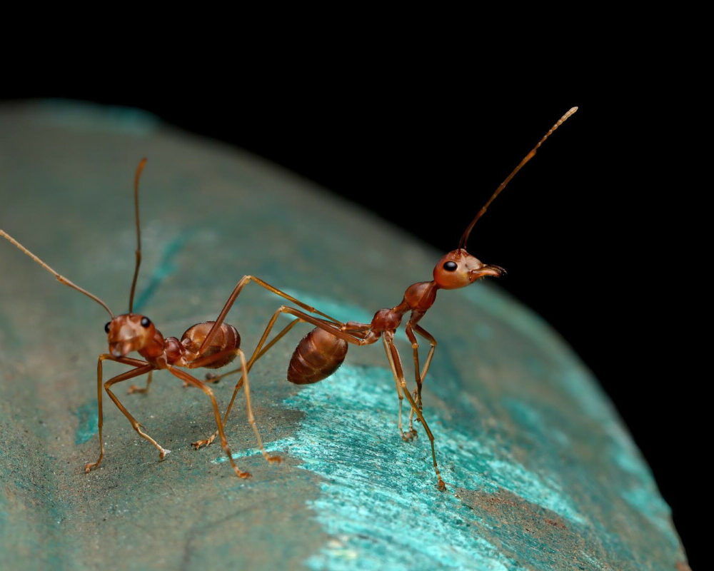 Les fourmis experts en détection du cancer dans l'urine une découverte révolutionnaire en médecine.