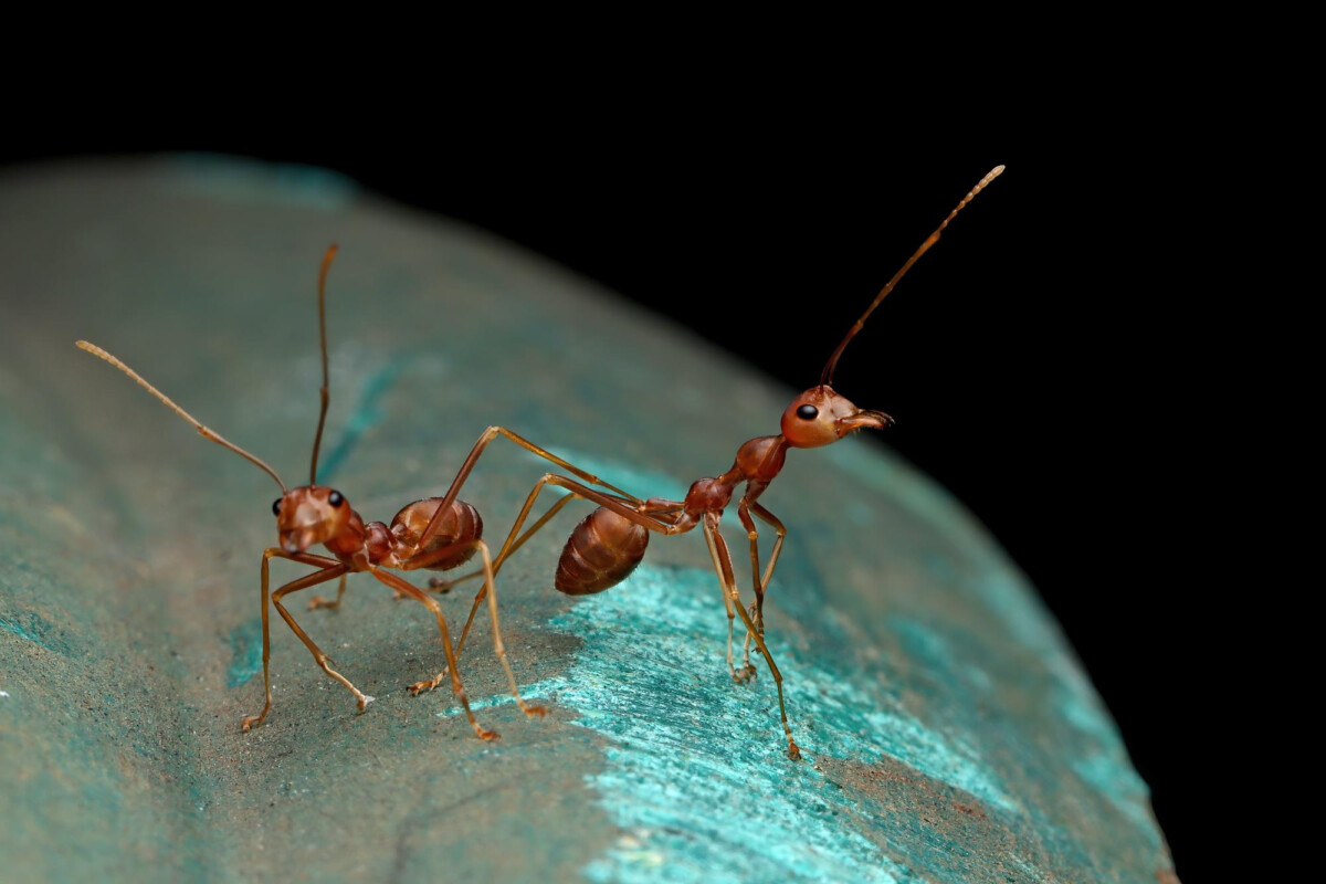 Les fourmis experts en détection du cancer dans l'urine une découverte révolutionnaire en médecine.