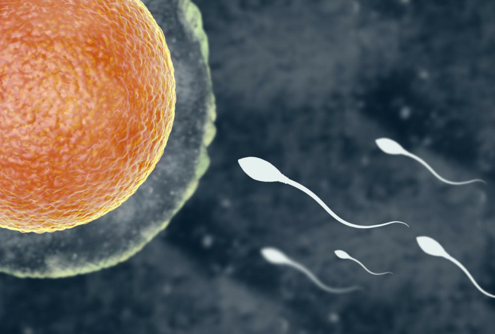 Le déclin alarmant de la concentration des spermatozoïdes un risque pour la fertilité masculine mondiale