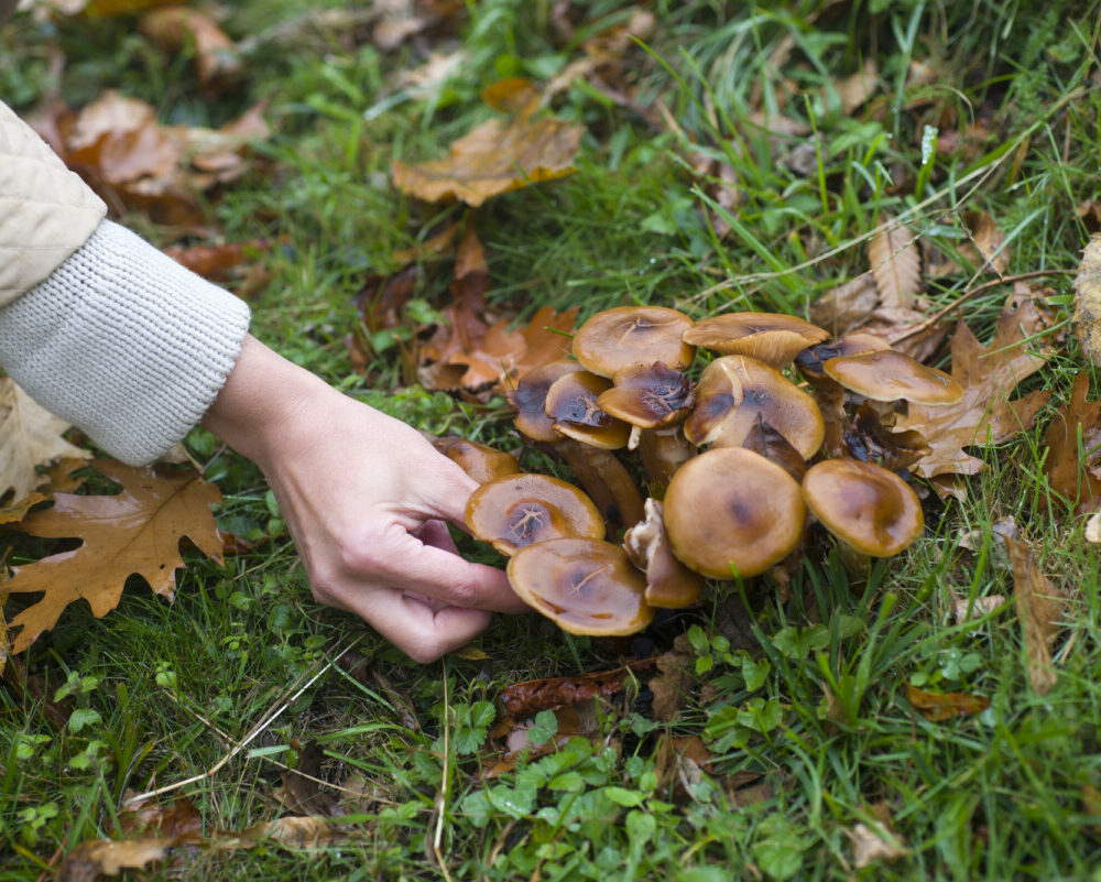 Sauver un cueilleur de champignons indien l'énigme d'une infection fongique dangereuse.