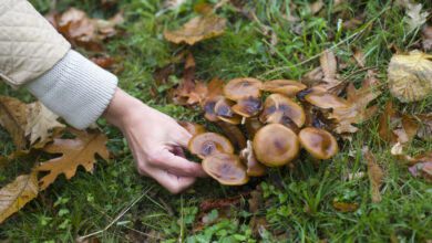 Sauver un cueilleur de champignons indien l'énigme d'une infection fongique dangereuse.