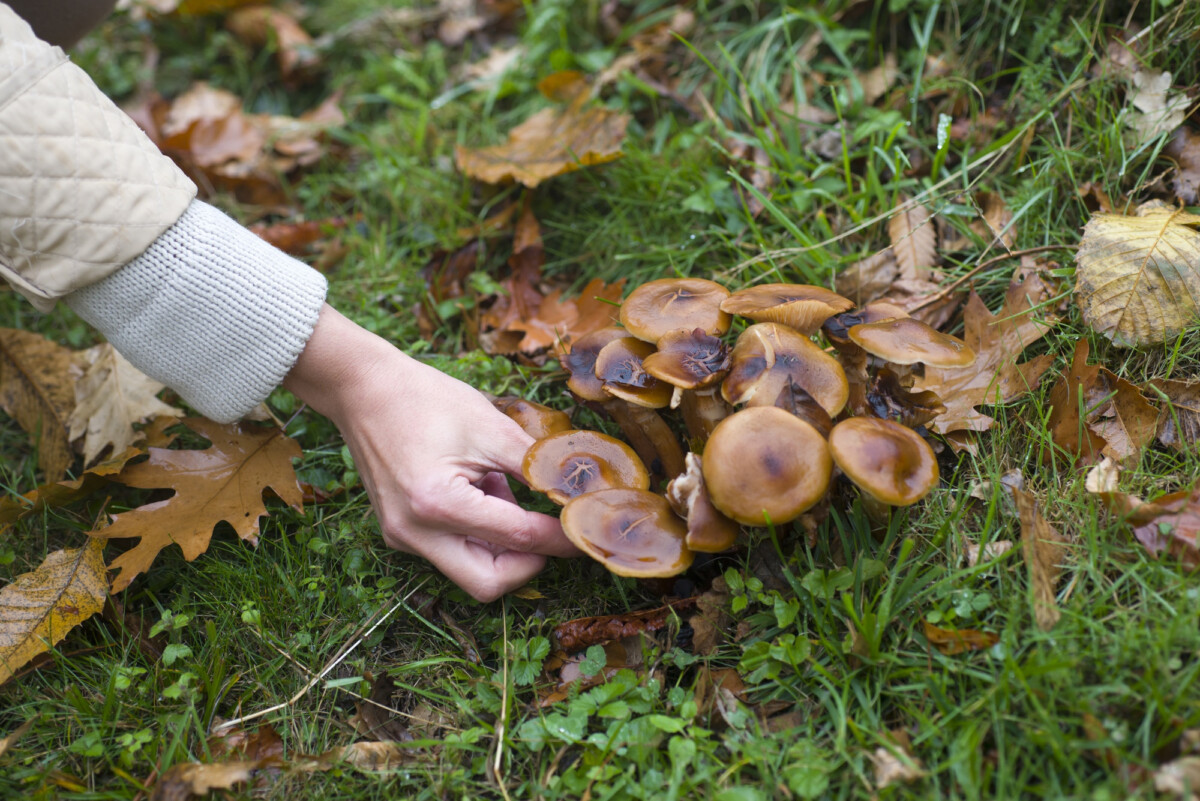 Sauver un cueilleur de champignons indien l'énigme d'une infection fongique dangereuse.