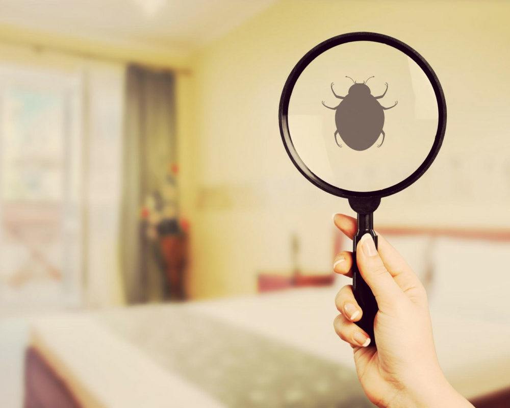 Solutions pratiques contre les Infestations de punaises de lit dans votre maison