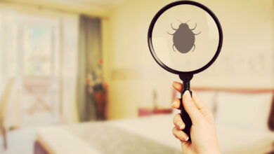 Solutions pratiques contre les Infestations de punaises de lit dans votre maison