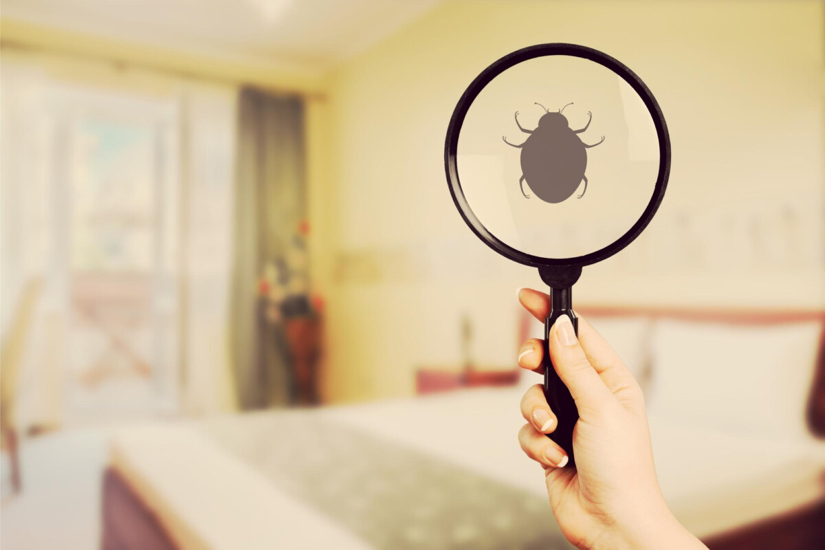 Solutions pratiques contre les Infestations de punaises de lit dans votre maison