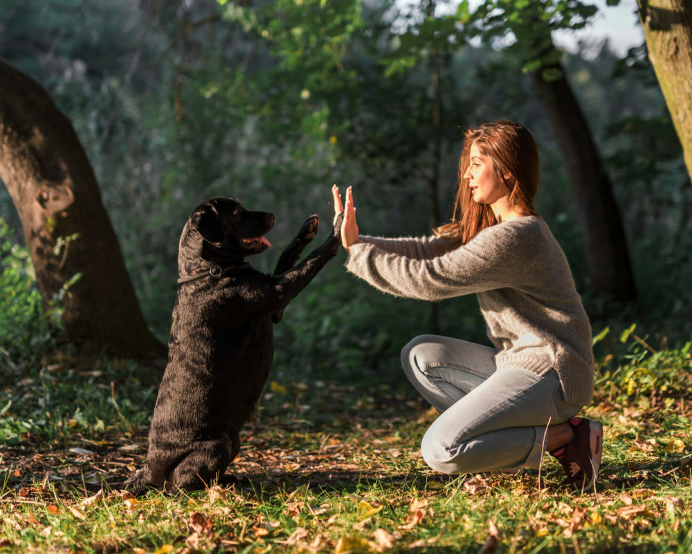 Découvrez la médiation animale une thérapie innovante pour le bien-être émotionnel et mental.