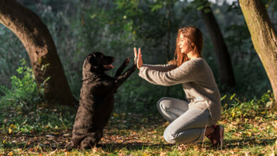 Découvrez la médiation animale une thérapie innovante pour le bien-être émotionnel et mental.