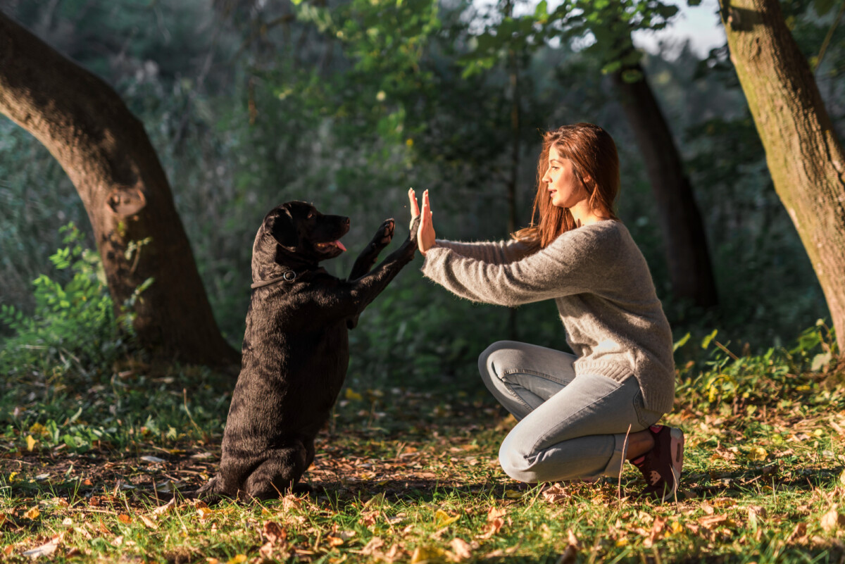 Découvrez la médiation animale une thérapie innovante pour le bien-être émotionnel et mental.