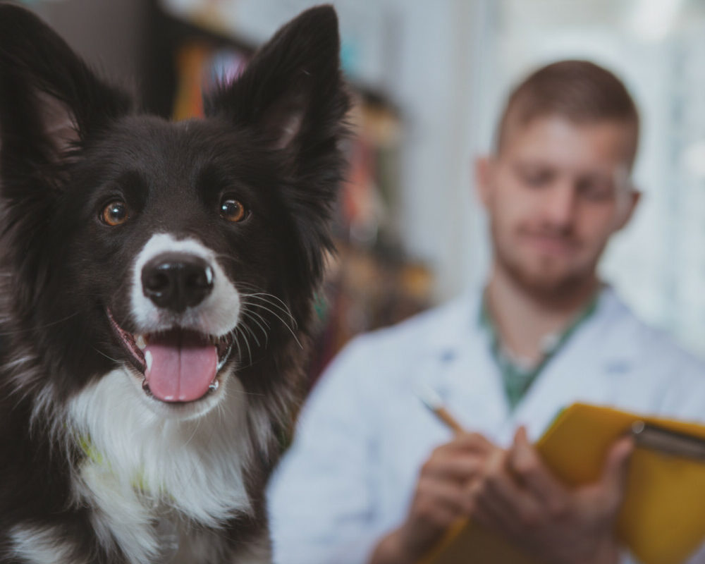 Comment l'institut curie a révolutionné la recherche scientifique en adoptant un chien