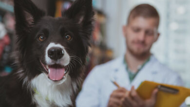 Comment l'institut curie a révolutionné la recherche scientifique en adoptant un chien