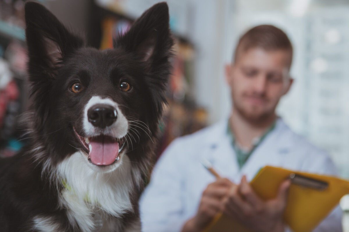 Comment l'institut curie a révolutionné la recherche scientifique en adoptant un chien