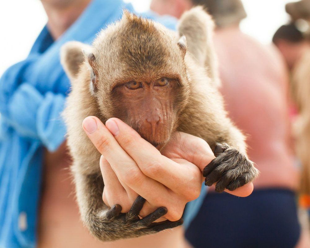 Le virus des singes une menace potentielle pour la santé humaine