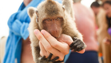 Le virus des singes une menace potentielle pour la santé humaine