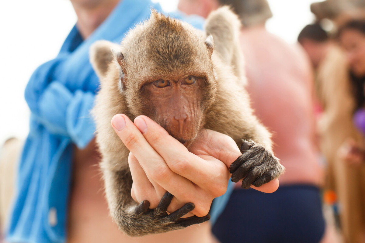 Le virus des singes une menace potentielle pour la santé humaine