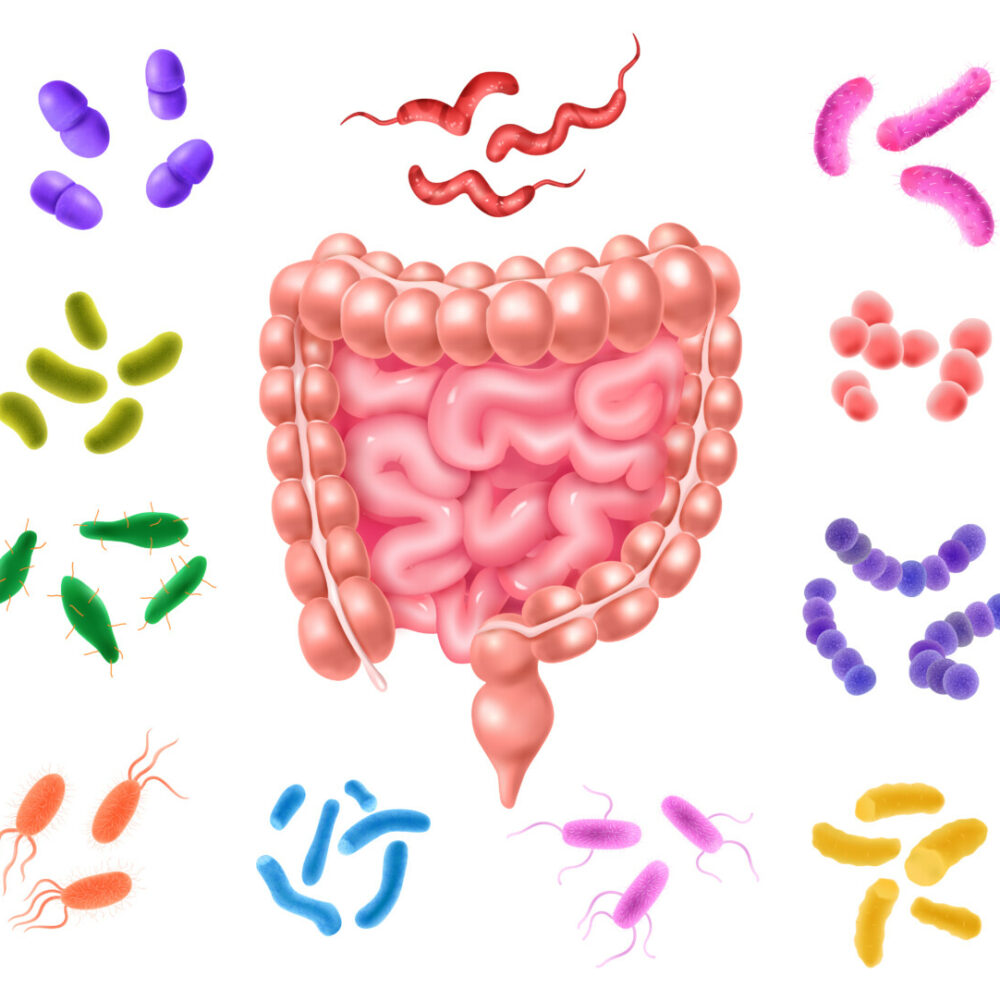 Détectez les signes évidents d'une infection par des vers intestinaux pour une santé digestive optimale