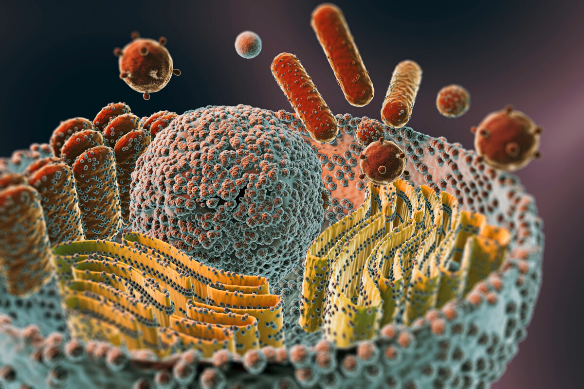 Comprendre le virus de marburg risques symptômes et prévention contre cette menace microscopique.