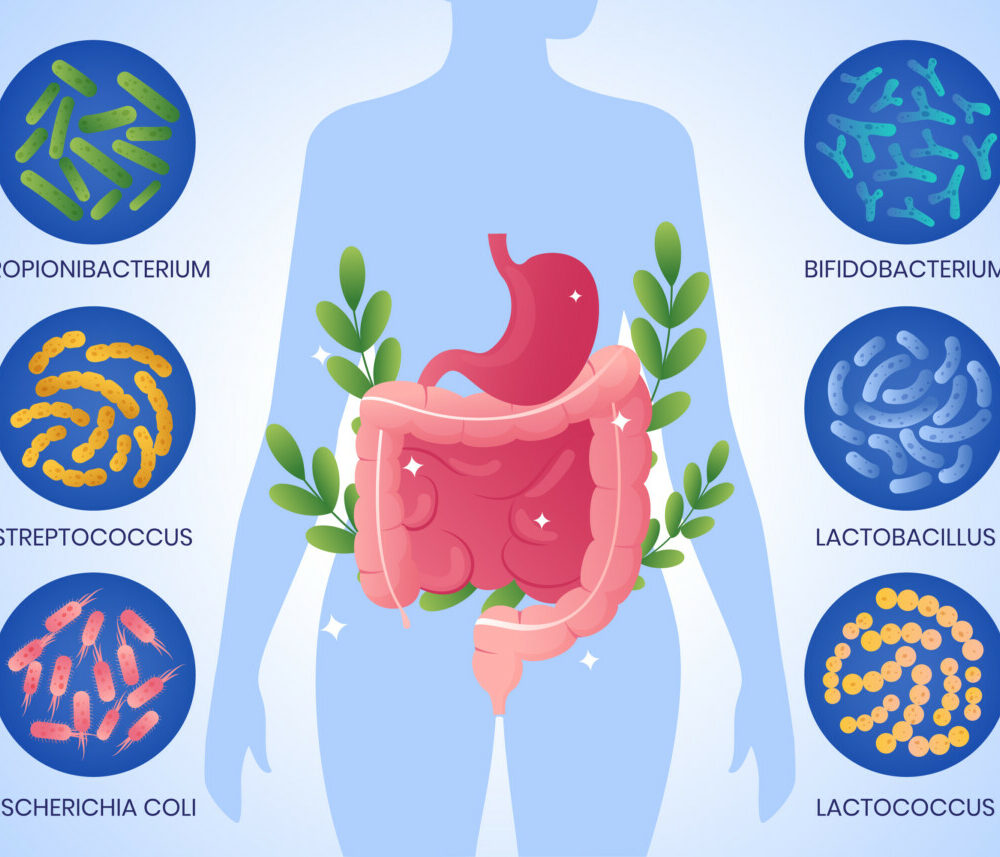 gradient-probiotiques-prébiotiques-illustration