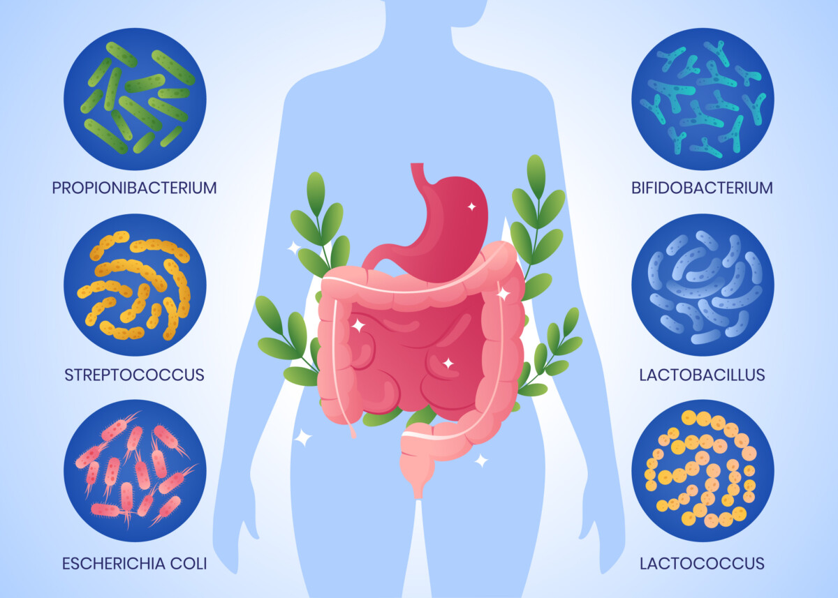 gradient-probiotiques-prébiotiques-illustration