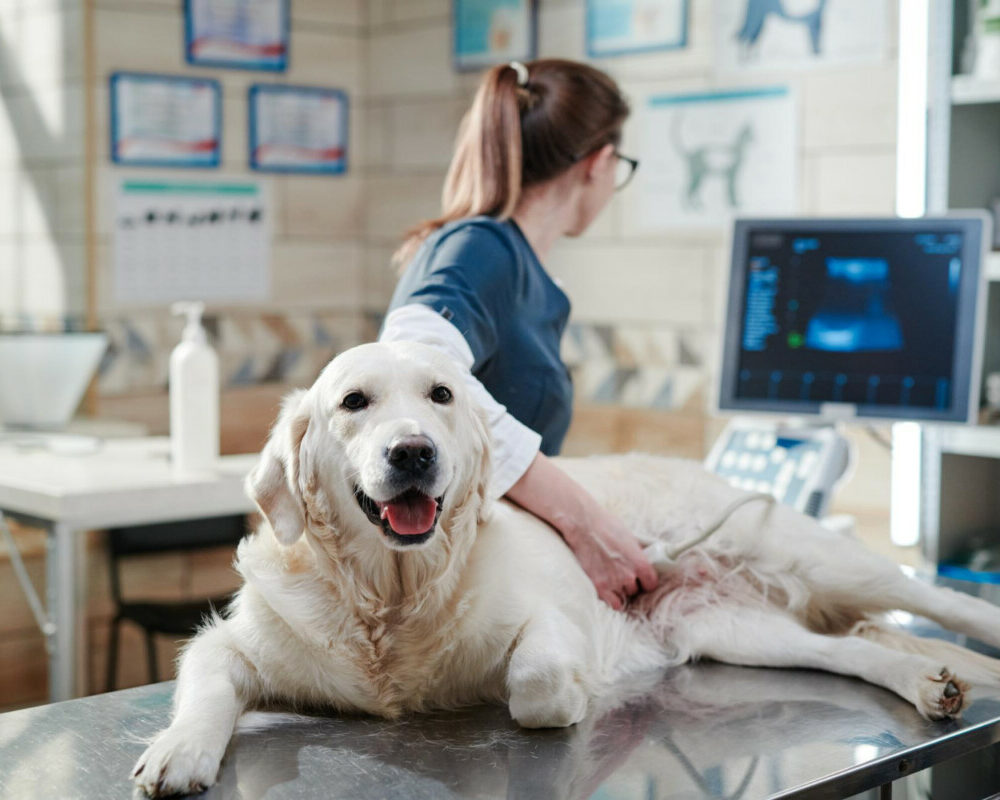 Détection précoce du cancer du sein grâce aux chiens formés une révolution médicale en marche