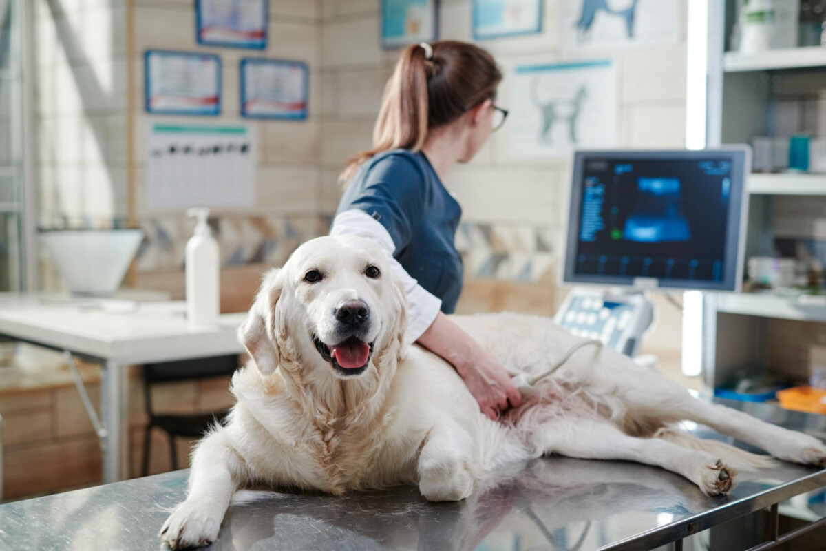 Détection précoce du cancer du sein grâce aux chiens formés une révolution médicale en marche