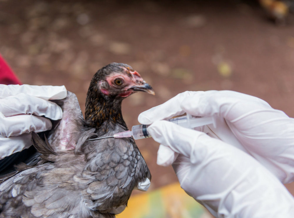 Découvrez les risques et symptômes de la grippe aviaire pour une prévention efficace