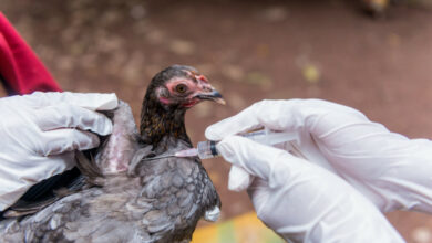 Découvrez les risques et symptômes de la grippe aviaire pour une prévention efficace