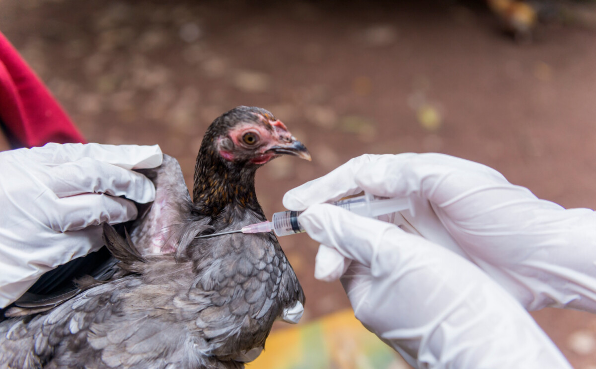 Découvrez les risques et symptômes de la grippe aviaire pour une prévention efficace