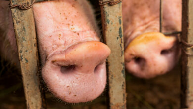 Découverte de la grippe porcine chez l'homme au royaume-uni implications et précautions à prendre