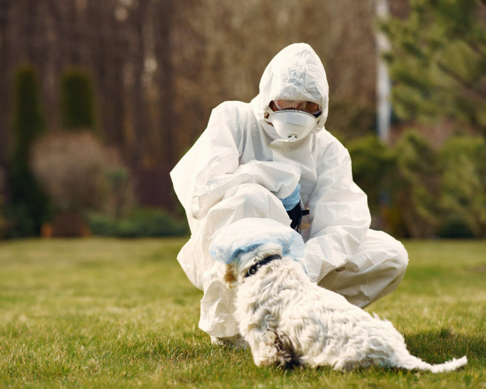 Infections animaux-humains menace croissante pour la santé mondiale d'ici 2050