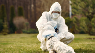 Infections animaux-humains menace croissante pour la santé mondiale d'ici 2050