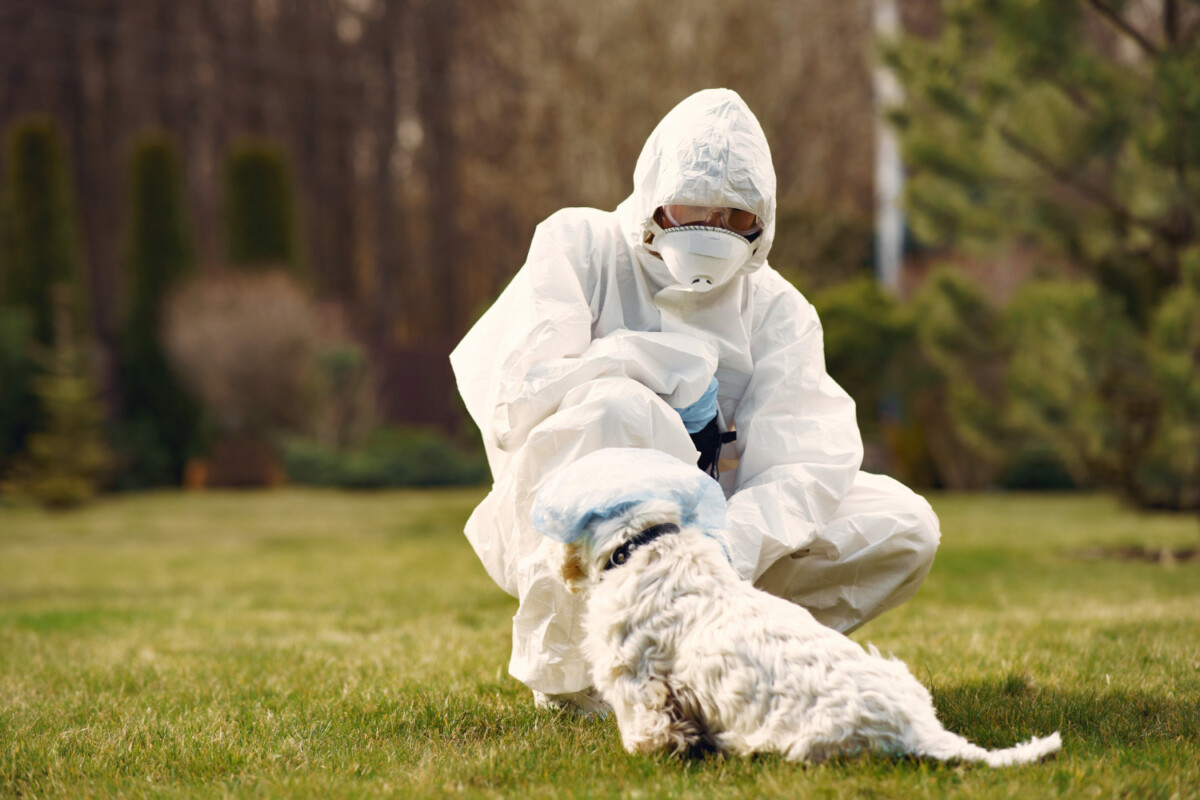 Infections animaux-humains menace croissante pour la santé mondiale d'ici 2050