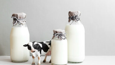 Comparaison lait de vache et laits végétaux quel impact sur votre santé et l'environnement ?