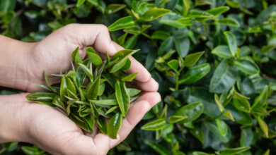 L'arbre à thé un allié naturel incontournable contre les infections et les maux du quotidien.