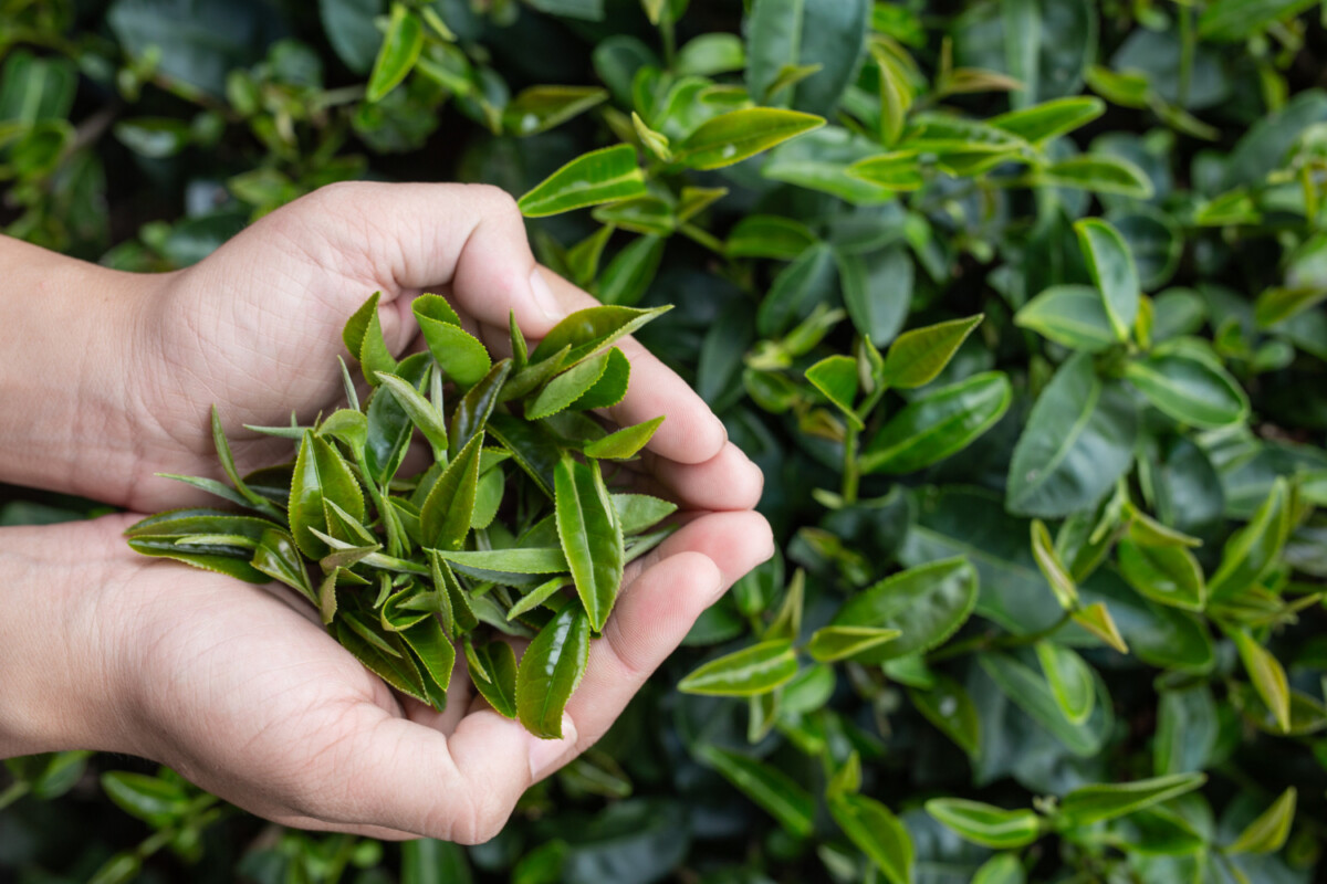 L'arbre à thé un allié naturel incontournable contre les infections et les maux du quotidien.