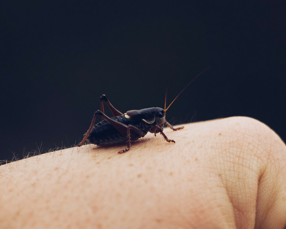 Sécurité en plein air évitez la maladie de Lyme grâce à ces conseils pratiques et essentiels.