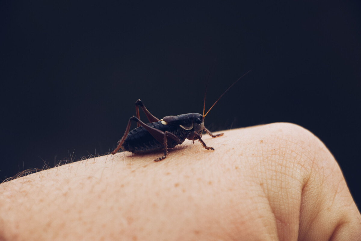 Sécurité en plein air évitez la maladie de Lyme grâce à ces conseils pratiques et essentiels.